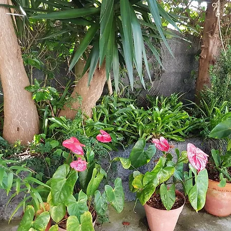 Holiday home Madeira Gina's Village Ribeira Brava